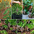 Miniatyrbillede 4 af 4: 20m Kobbertråd til Havearbejde og Planter, Ren Kobbertråd til Luftplanteholdere og Grøntsagsdyrkning.ca