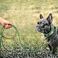 Miniatyrbillede 5 af 5: Ægte Læder Hundesnor 150cm Lang Stærk Hundesnor Kraftig Hundeline LGL Green 1.0cm*150cm