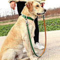 Miniatyrbillede 4 af 5: Ægte Læder Hundesnor 150cm Lang Stærk Hundesnor Kraftig Hundeline LGL Green 1.0cm*150cm