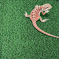 Miniatyrbillede 4 af 4: Reptil Terrarium Bundmåtte - Fugtabsorberende Substrat til Firben, Slanger, Frøer, Skildpadder, Kæledyrshabitater - Ikke-Giftig, Let at Rengøre LGL grey 15.75inch X 15.75inch