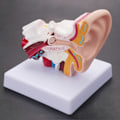 Miniatyrbilde 5 av 5: Menneskeøre Anatomimodell 1,5 Ganger Forstørret PVC Anatomisk Øremodell for Læringsdisplay Forskning LGL