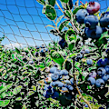 Miniatyrbillede 3 af 5: 15m x 15m Fuglebeskyttelsesnet Fuglenet Plante Net Damnet Havenet Til Have, 5 X 5 Cm Store Huller