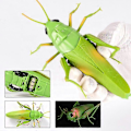 Miniatyrbild 3 av 5: Simuleringsinsekt Infraröd Fjärrkontroll Djurleksak RC Skorpion Spindel Nyckelpiga Barnpresent LGL Praying mantis