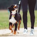 Miniatyrbillede 5 af 5: Stk. Kæledyrsklokker, Klokker til Hundehalsbånd Guld Sølv Klokker til Charme Vedhæng til Hunde Katte Halsbånd (LGL)