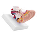 Miniatyrbild 2 av 5: Människans Öronanatomimodell 1,5 Gånger Förstorad PVC Anatomisk Öronmodell för Utbildning Visning Forskning LGL