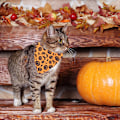 Pikkukuva 5 / 5: 1 Set Hämähäkin Rinta- ja Selkäsetti Halloween Hämähäkin Rinta- ja Selkä