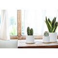 Miniatyrbild 3 av 5: Set Keramisk blomkruka inomhus blomkruka Vit kruka set Keramisk blomkruka behållare utomhus medelstor med fat (vit)