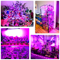 Miniatyrbillede 5 af 5: Vækster til indendørs planter, 80 LED'er LED plantelys rød & blå fuldt spektrum, 4 hoveder vækstlamper med timer, frøplanter og sukkulenter