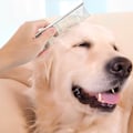 Miniatyrbillede 5 af 5: Hundekamme, Metalkattekam til Fjernelse af Knuder og Filt, Professionelt Plejeværktøj til Hunde, Katte og Andre Langhårede Kæledyr.