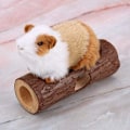 Miniatyrbild 5 av 5: Naturlig trä tunnel för husdjur, träningsrör, tuggleksak för kanin, iller, hamster, marsvin, 1 st