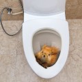 Miniatyrbilde 3 av 5: 3D-ekornklistremerker for toalettlokk, avtakbare, vanntette toalettsete-klistremerker for baderom, toalett, toalettromdekor