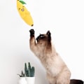 Miniatyrbild 6 av 7: Kattmyntaleksaker, 4 st kattmyntaleksaker för katter, kattleksaker för inomhuskatter, kattleksaker med kattmynta, katttuggleksak, banan kattmyntaleksak, kattkuddleksaker för tänder C