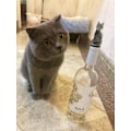Miniatyrbillede 5 af 5: Vinstop til champagne og drikkevarer (sort kat)