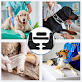 Miniatyrbillede 3 af 4: Albuebeskytter til hund - beskyttelsespuder til albue- og skulderstøtte til hund, albuehygrom, dysplasi, slidgigt (M)