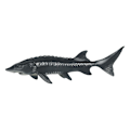Miniatyrbillede 1 af 2: Plastik fiskemodel legetøj marine dyr model børns fisk kognitivt legetøj (3X5.1X15.5CM, som vist på billedet)