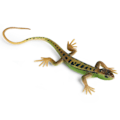 Miniatyrbild 1 av 5: Konstgjord ödla blekningsfri levande färgglad reptilödlor leksak festtillbehör（Grön）