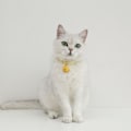 Miniatyrbild 2 av 4: Katt leksaker, Multifunktionella katt leksaker justerbara, Säkerhetsspänne Multifunktionella, Ljusa färger Kombinera med din katt med en interaktiv lekpresent