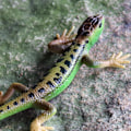 Miniatyrbild 4 av 5: Konstgjord ödla blekningsfri levande färgglad reptilödlor leksak festtillbehör（Grön）