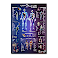 Pikkukuva 1 / 5: Lihas- ja luuston anatomiajuliste - Ihmisen luuranko ja lihasten anatomia - Yksipuolinen 19\" X 27\"（9）