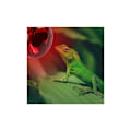 Miniatyrbild 4 av 5: Reptilvärmelampa 100w, 2 st reptilvärmelampor, infrarödlamphållare, e27 värmelampa, kycklinginfrarödlampa för reptiler sköldpaddor ormar amfibier