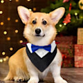 Miniatyrbild 3 av 5: Hundbröllopsbandana Fluga Hundhalsband Design Justerbar Krage Formell Smoking Hund Fluga Svart+Blå Fluga-L