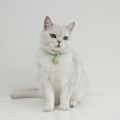 Miniatyrbild 4 av 4: Katt leksaker, Multifunktionella katt leksaker justerbara, Säkerhetsspänne Multifunktionella, Ljusa färger Kombinera med din katt med en interaktiv lekpresent