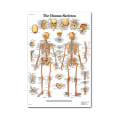 Miniatyrbillede 4 af 5: Muskel- og Skeletsystem Anatomisk Plakat - Menneske Skelet & Muskel Anatomi - Enkeltsidet 19\" X 27\"（9）