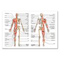 Pikkukuva 5 / 5: Lihas- ja luuston anatomiajuliste - Ihmisen luuranko ja lihasten anatomia - Yksipuolinen 19\" X 27\"（9）