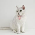 Miniatyrbild 1 av 4: Katt leksaker, Multifunktionella katt leksaker justerbara, Säkerhetsspänne Multifunktionella, Ljusa färger Kombinera med din katt med en interaktiv lekpresent