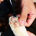 Miniatyrbillede 4 af 4: Elektrisk kæledyrshårstrimmer til hundepleje og pedicure (sort)