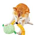 Miniatyrbild 2 av 3: Hundleksaker, pipiga leksaker leksaker husdjur plyschleksaker, husdjur pip mjuk hund husdjur bit interaktiv dragkamp tandprotes leksak molar tänder tänder tänder bit
