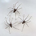 Miniatyrbilde 4 av 5: Gigantiske edderkopp-øredobber herre øredobber