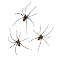 Miniatyrbilde 5 av 5: Gigantiske edderkopp-øredobber herre øredobber