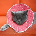 Bekväm Justerbar Krage Efter Operation För Katter Och Hundar, 23cm