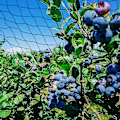 Miniatyrbillede 3 af 3: 15m x 15m Fuglebeskyttelsesnet Fuglenet Plante Net Dam Net Have Net til Have, 5 x 5 cm Store Huller