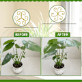 Miniatyrbild 2 av 5: 6-pack Monstera Växtstöd Kit - Rostfritt Växtstöd, Bladklämmor (3 Hjärtformade + 3 Blomdesign) Lättanvänd Skonsam Gripteknik