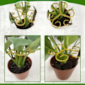 Miniatyrbild 5 av 5: 6-pack Monstera Växtstöd Kit - Rostfritt Växtstöd, Bladklämmor (3 Hjärtformade + 3 Blomdesign) Lättanvänd Skonsam Gripteknik