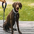 Pikkukuva 5 / 11: Koiran hihnarefleksi pidikkeellä kakkapusseille | Rekletive Reflex Leash 3m musta