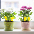 Miniatyrbilde 4 av 6: Fluesnapper - 12-pakning Flytrap - Sommerfugl gul
