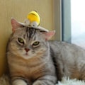 Miniatyrbild 5 av 5: Interaktiva kattleksaker Djurljud Interaktiv pipande katt