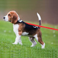 Miniatyrbild 8 av 8: Lång träningskoppel för hund, lång lina för valpar, lydnadsträningskoppel för Red 15m
