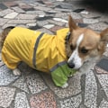 Miniatyrbillede 1 af 4: Beskyttende regnfrakker til hunde