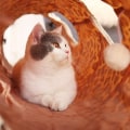 Miniatyrbild 5 av 7: Kattunnel i leopardmönster, hopfällbar kattunnel för katt