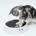 Miniatyrbild 5 av 6: Interaktiv kattkarusell elektrisk 2 hastigheter justerbar automatisk pussel fånga mus leksak för husdjurstillbehör