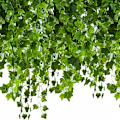 Pikkukuva 1 / 11: 25 metriä Murattiköynnös / Lehtiköynnös - 2 m pitkä Vihreä Green Green
