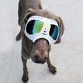 Miniatyrbilde 4 av 5: Hundevernbriller UV-solbriller for store hunderaser