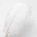 Miniatyrbillede 3 af 5: 24 stk Champagne Struds fjer i bulk 10-12 tommer Boho fjer