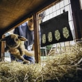 Miniatyrbillede 4 af 4: Stor kapacitet kanin høfoderpose med 4 huller foderpose hollandsk rotte