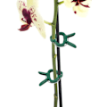 Miniatyrbilde 4 av 5: 80 klips for å feste planter (40 store + 40 små), hjelper