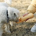 Pikkukuva 3 / 5: 1 kpl 250 ml Kannettava Lemmikkieläinten Vedenpullo Ulkoiluun Matkalle Koirat Kissat